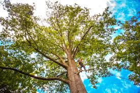 How Our Tree Care Process Works  in  South Greensburg, PA