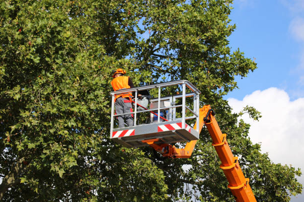 Professional Tree Services in South Greensburg, PA